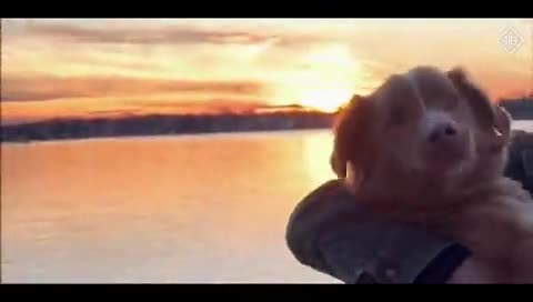 download video