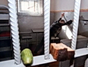 �� ������� � �������� �������� ������ �����������