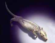 ������� ����� ���� ������ � ������� ���