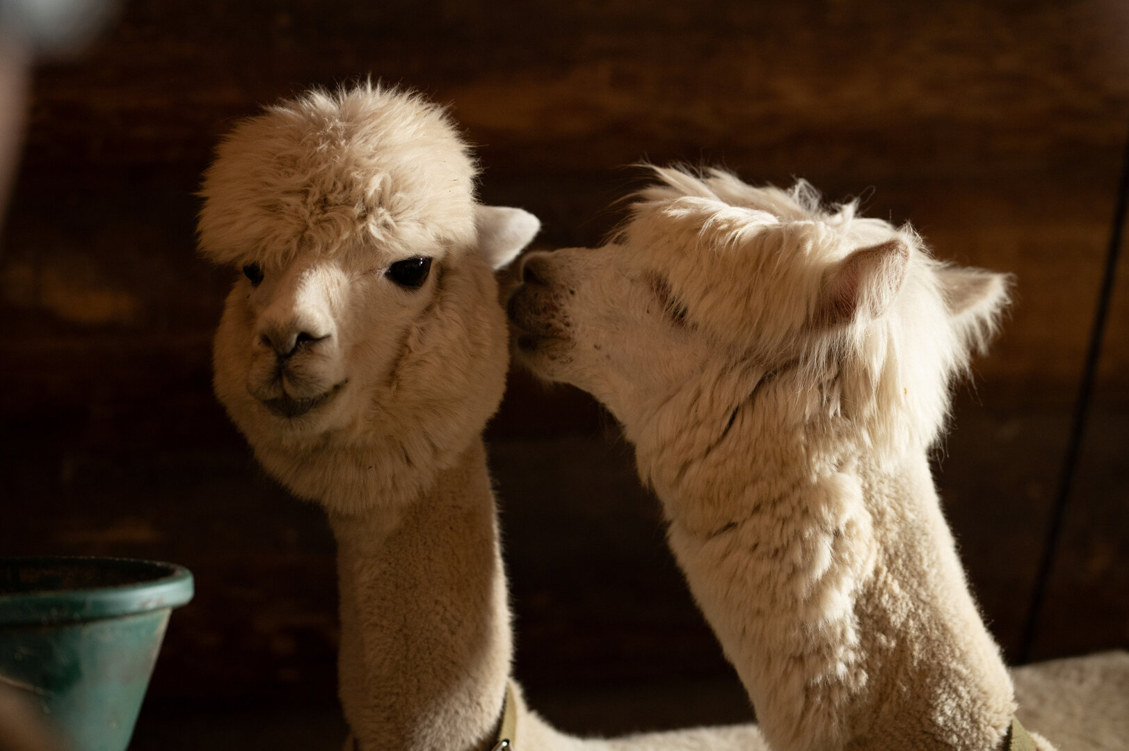 ������ ���