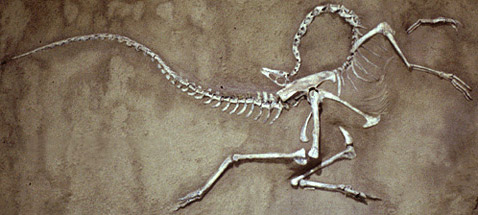  <i>Struthiomimus altus</i>   ,        (   ldeo.columbia.edu).