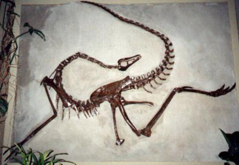   <i>Dromiceiomimus</i>, ""     (Canadian Museum of Nature),           (   www3.sympatico.ca).