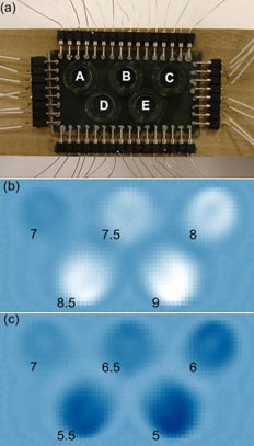 ��� ������� (a) ��������� � "�����" ������������ ���������, ������������� �������� ��������� � ��������� ��������� pH: (b) �� 7 �� 9, (�) �� 7 �� 5. ��� ������ ����, ��� ������  ������������ (����������� Jerome Lynch).