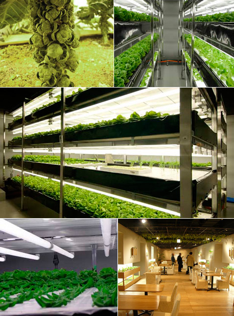 ������� 5 � 6. ������� ���� (���������� � ������ marukuwato.multiply.com � pasona.co.jp).