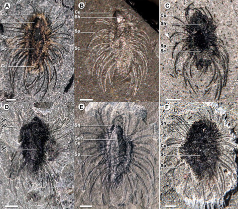   <i>O. reburrus</i>.       . Cu    , Gu  , Sc   , Sh  , Sp    ( Jean-Bernard Caron, Simon Conway Morris).