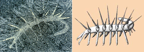   . <i>Hallucigenia sparsa</i>   ,       . , ,          (   gpc.edu,    i10.tinypic.com).