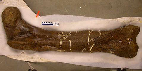   <i>T. rex</i>   2003    Hell Creek Formation    ,        ,     ( Museum of the Rockies).