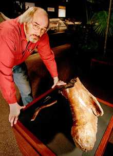      <i>T. rex</i> ( Museum of the Rockies, Montana State University).