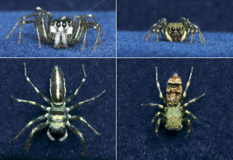 ����� (�����) � ����� (������) ��������� ������ <i>Cosmophasis umbratica</i>. �������, �� ������� ������������� ���������� (� ������) � �������������� (� �����) �����������, �������� ������� ������ (���� Matthew L. M. Lim).