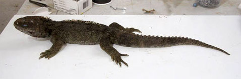 ������ �������, ������� ���������� ����������� ������������ �������� � �����������. ������ ���� �������� ������� � � �������� ����� 20 ���, � �� ����� ��� � ����� ������� ��� �������� ����� ���������� �� 90 (���� � ����� wetaworkshop.co.nz).