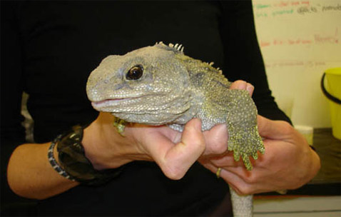 � ������ ����� ����� � � ��������� ��� ����� ������� �����-����� (���� � ����� wetaworkshop.co.nz).