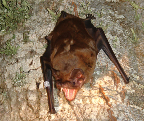 ���������� ��������� ���������� ������ ���� ����. ����� � �����, ������, ��� ������ ��� ������� � ���� ������ �� ������������ (���� PLoS ONE/Ana Popa-Lisseanu).