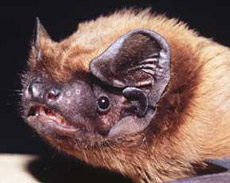 � �������� ���� ��������� �� ��� �������. ������, ��� ������� � � ������. � �������, � ��������� ������� (���� � ����� museum-bourges.net).