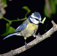 ��� ������ �� ������������� ����� �������, ��� ���� �������� �� ��������. ��������, � ��� ����� (���� � ����� actihol.com).