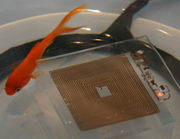 ���������� ����������� ��� � ����� � ����