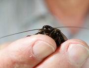 �������-�������� ���������� ��� �� ������