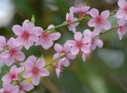 � �������������� �������� ��������� ������