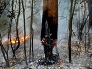 � ������-������������� ������� ����� 24 ������� ����