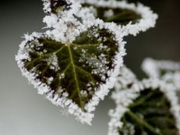 ������ ����������� ��������� � ����� �������� ���������� 19-20 ��������