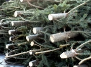 ����������� �������� ����� �� �����������