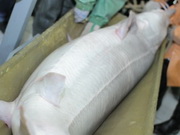 � ������ �������� ��� ���� ���������� ������