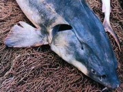 ��������� ����������� �� ��