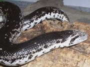 � ����������� ��������� ������� �������� ����