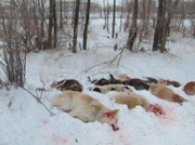 ���� �������� ������ ��������� ������� ������