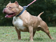 ������ ���������� ���������� ���� ���������� �������