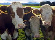 � ���������� � ������� ����� ���������� ���������