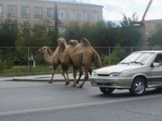 �������� �������� ������ �� ������ (����)