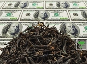 ��������� �������� �������� ��� �� �������� ��������