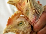 ������ ��� ������� �������� 3 ���� ������ �� ����� ���� ���