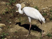 � ���������� ����� ������ ���� �� ����� ������� ������