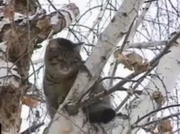 � ����-������������ ������� ����� �������� ��������� ���������