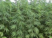 ������� ������� ����� ���������� � ����������