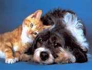 ����������� �� ���������� �������� �������� ����� � ������������ �������