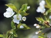 � �������� ������� ������