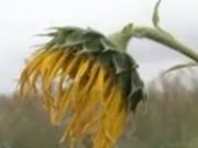 �������� ��������� ��: ��� ������ � � ����������