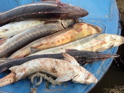 ������������ ������� �� �������������