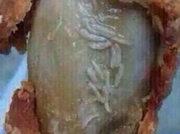 ���������� 5 ��������� ����� � �������� KFC ���������� ����� �����