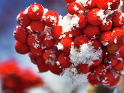 ���� � �������� ����� ��������� �� ������� ���������� � �������