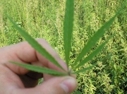 �����������, ����������� �������, ��� ���������� � ������ ������������ �����