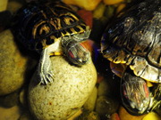 ��������� ����������� �������� � ���������� �� ������������� ���� 2 ��� �������