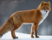 ����� ������ ����� �� ������ ������ �������� � ������������ �������