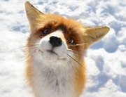 ���� ���������� �� ����� ����������� � ���������