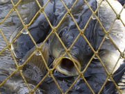 �������� � 9 ������� ���������� ����������� ���� �������� � ���