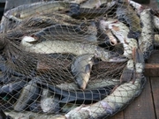 �� ��� � ����������� ������ ����� 600 �� ��������� � ������ ����, ������ � ��������