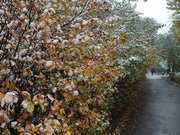 ��������� �������������� ��������� � ���� �������� ����������