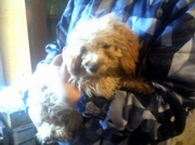 ����������� �����������, ������������ ������ �� ���� �����������, ��������� ������������